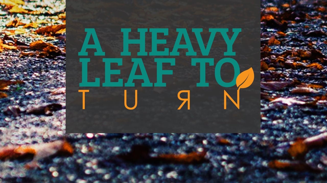 A heavy leaf to turn